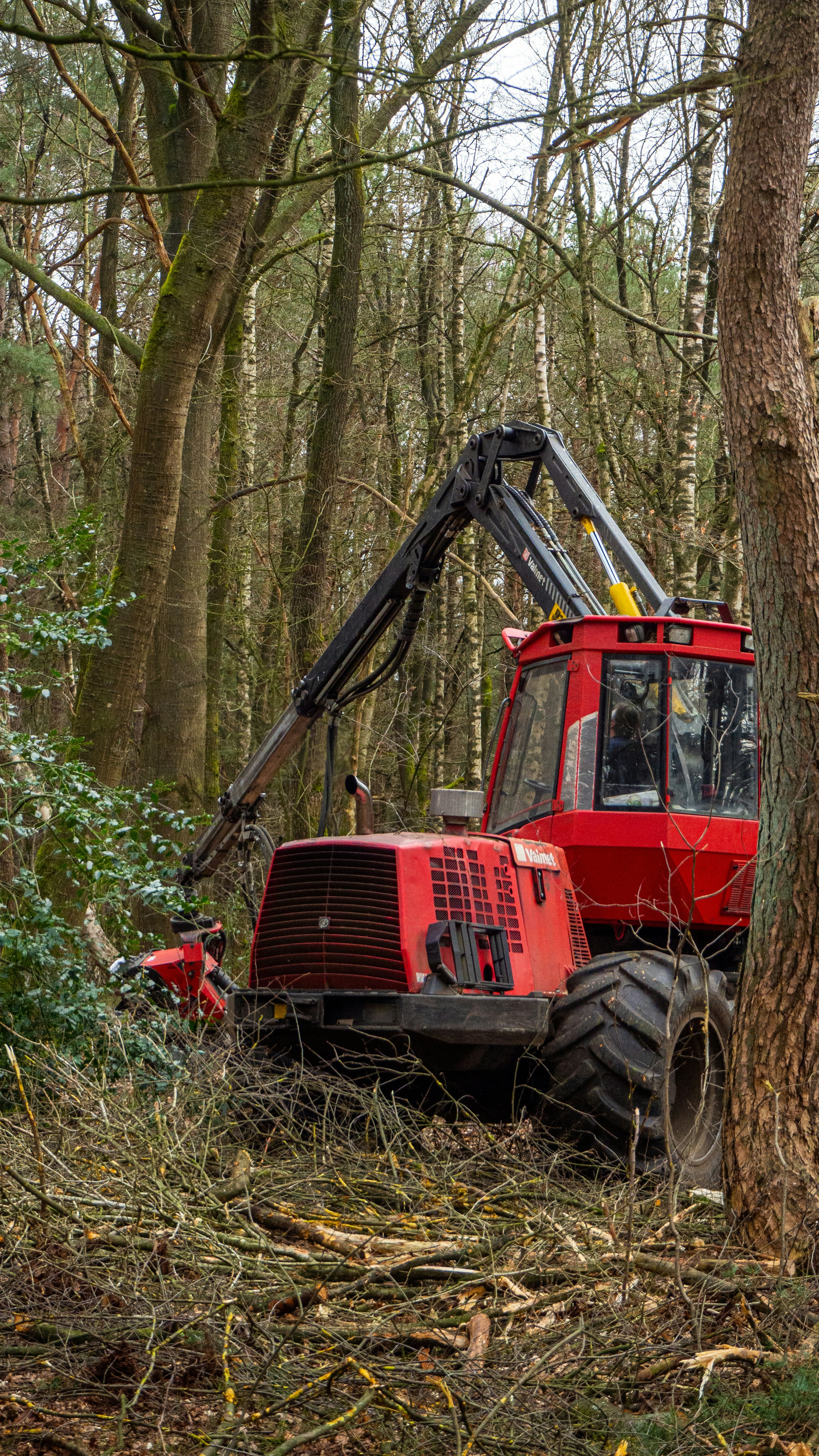 Tree Clearing